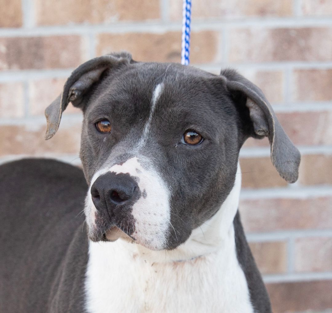 Enlarge Diamond, a Adoptable mixed breed in Lambertville, NJ image 5/6