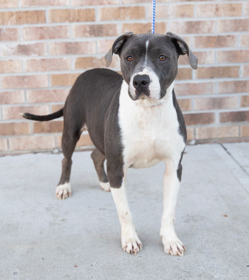 Enlarge Diamond, a Adoptable mixed breed in Lambertville, NJ image 6/6