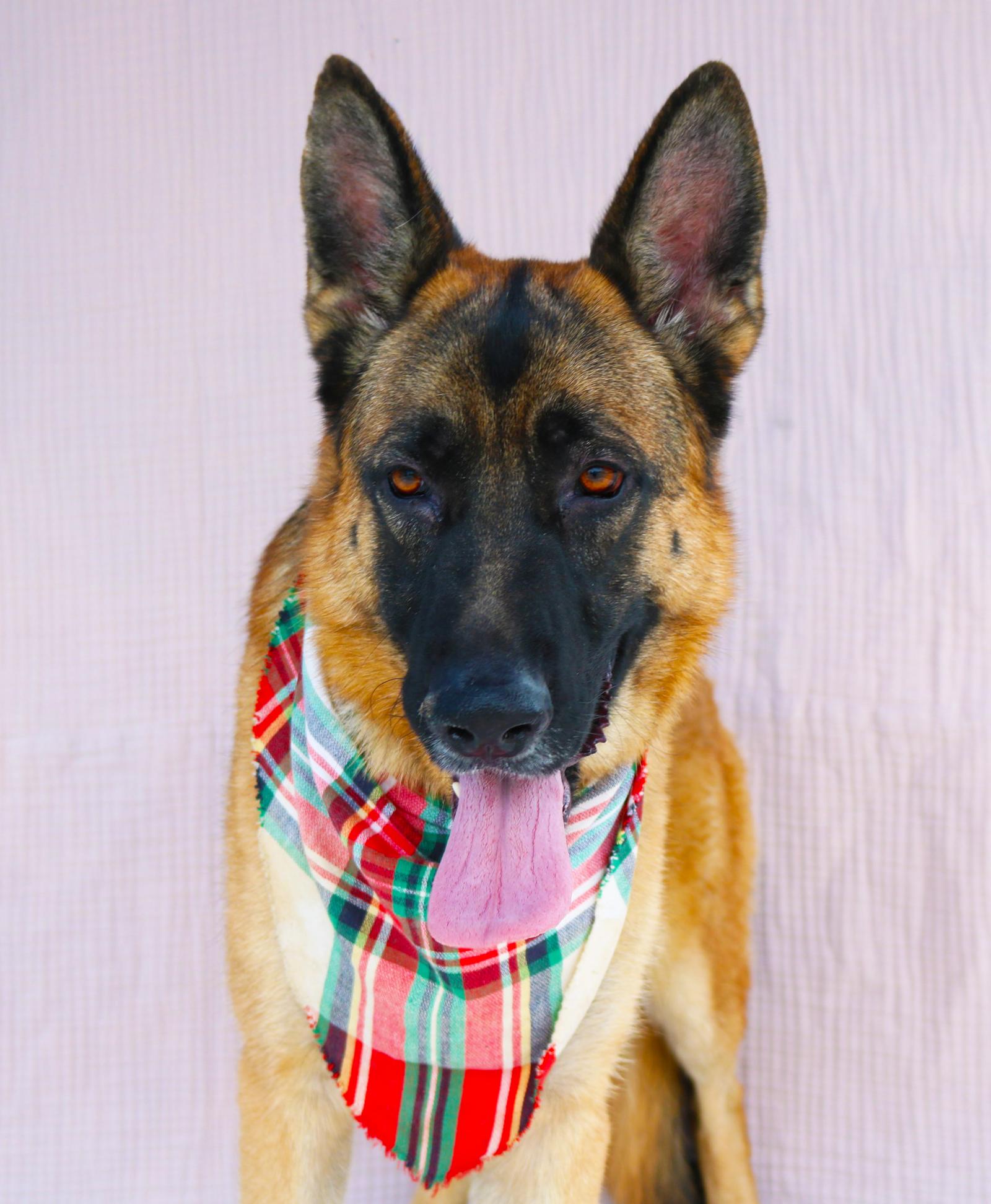 CHAVEZ, Adoptable, Adult Male German Shepherd Dog.