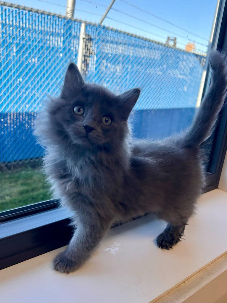 Asparagus, Adoptable, Kitten Male Domestic Long Hair.
