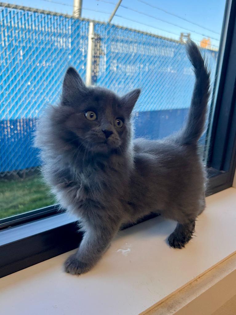 Enlarge Asparagus, a Adoptable mixed breed in Minot, ND image 3/3