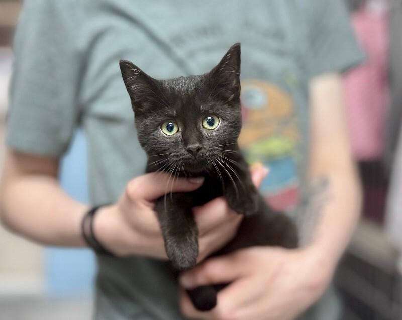 Enlarge Acorn, a Adoptable Domestic Short Hair in Wooster, OH image 1/1