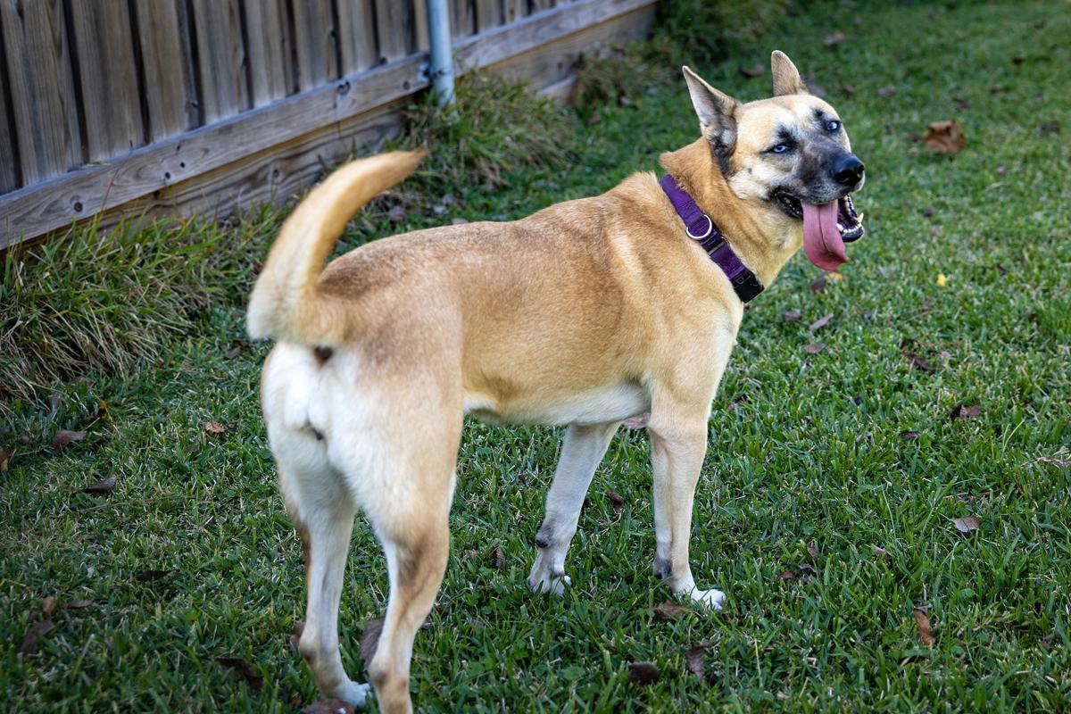 Sage Cowan, an adopted mixed breed in Willowbrook, IL image 2/6