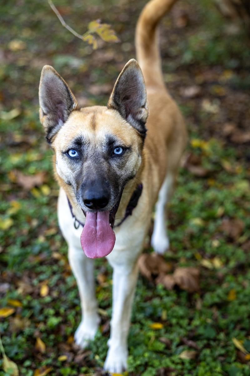 Sage Cowan, an adopted mixed breed in Willowbrook, IL image 4/6