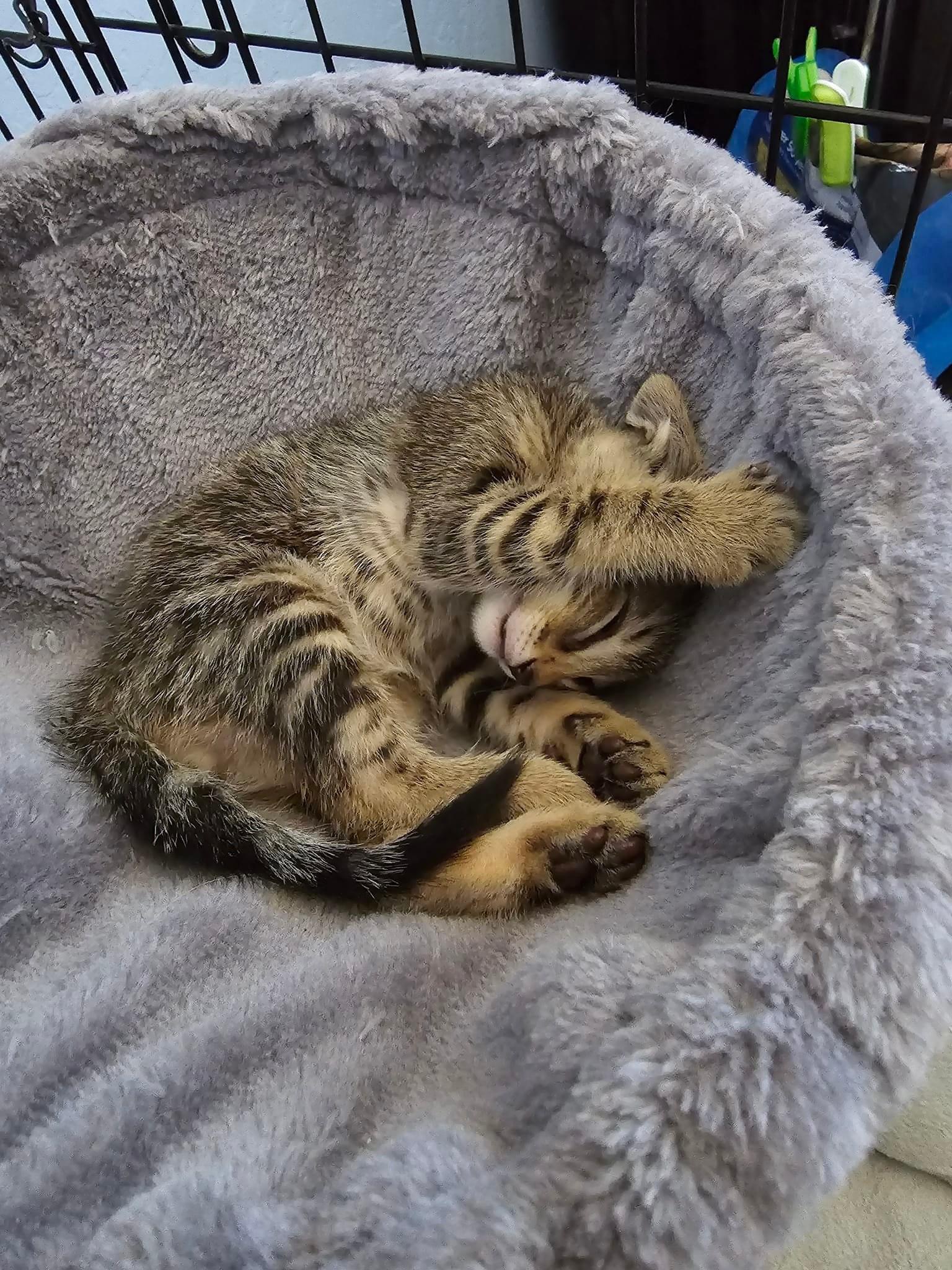 Raz, Adopted, Kitten Male Domestic Short Hair.