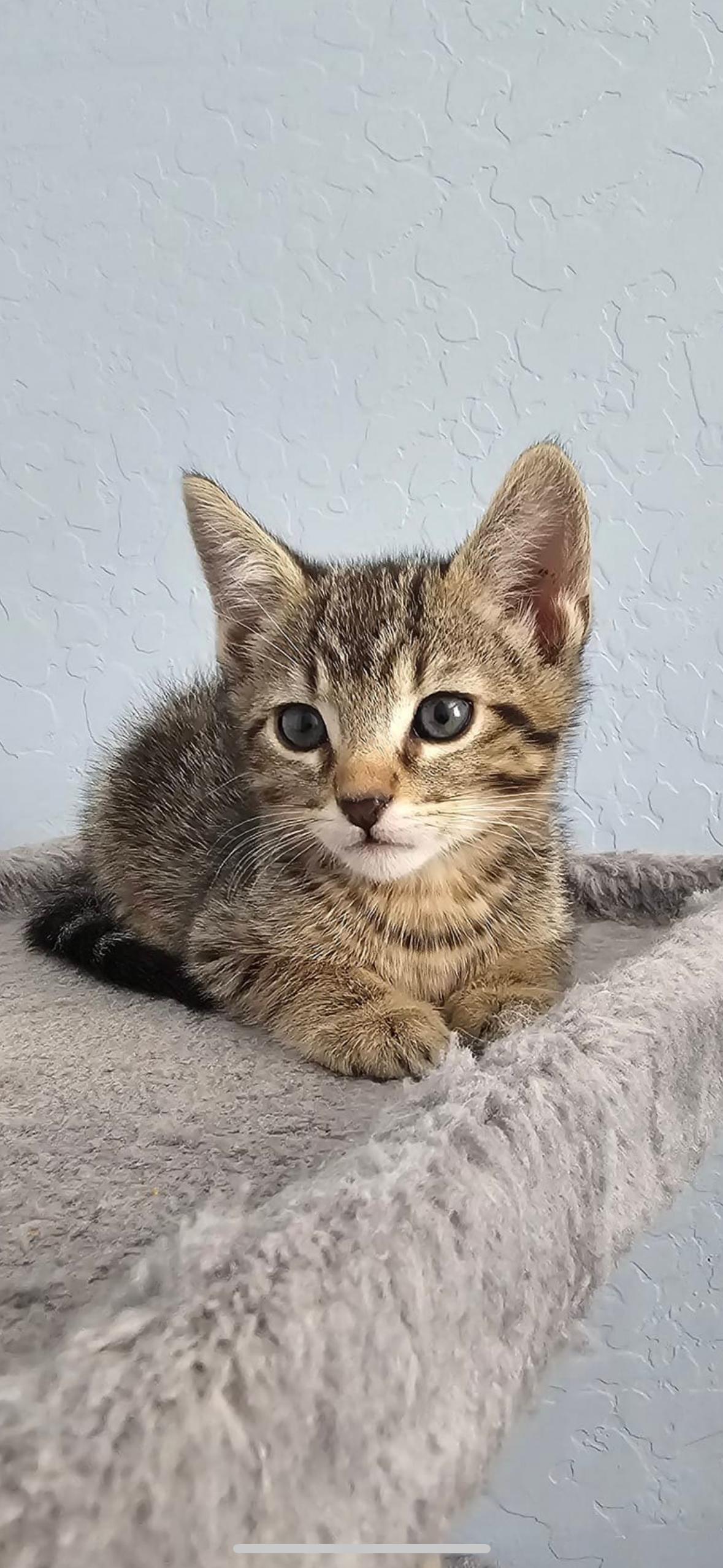 Raz, a Adopted Domestic Short Hair in Phoenix, AZ image 2/2