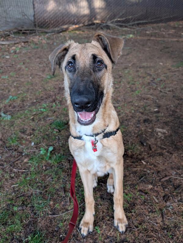 Buckley, Adoptable, Young Male German Shepherd Dog.