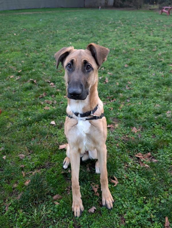 Enlarge Buckley, a Adoptable mixed breed in Vancouver, WA image 2/6