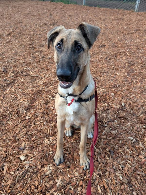 Enlarge Buckley, a Adoptable mixed breed in Vancouver, WA image 3/6