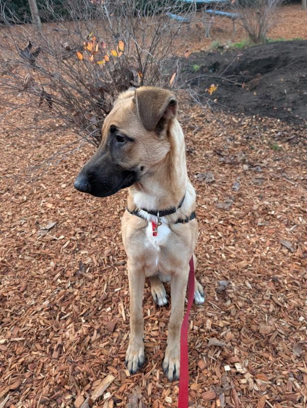 Enlarge Buckley, a Adoptable mixed breed in Vancouver, WA image 4/6