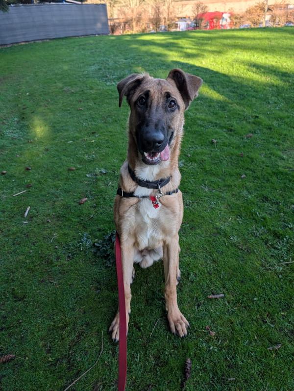 Enlarge Buckley, a Adoptable mixed breed in Vancouver, WA image 5/6