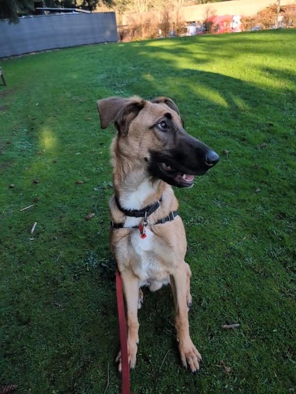 Enlarge Buckley, a Adoptable mixed breed in Vancouver, WA image 6/6