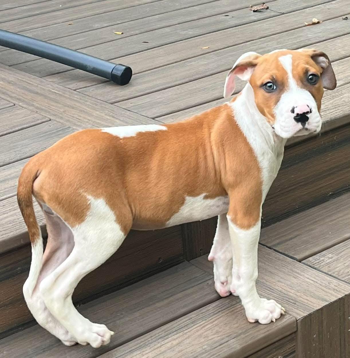 Brom, Adoptable, Puppy Male Hound & Pit Bull Terrier.