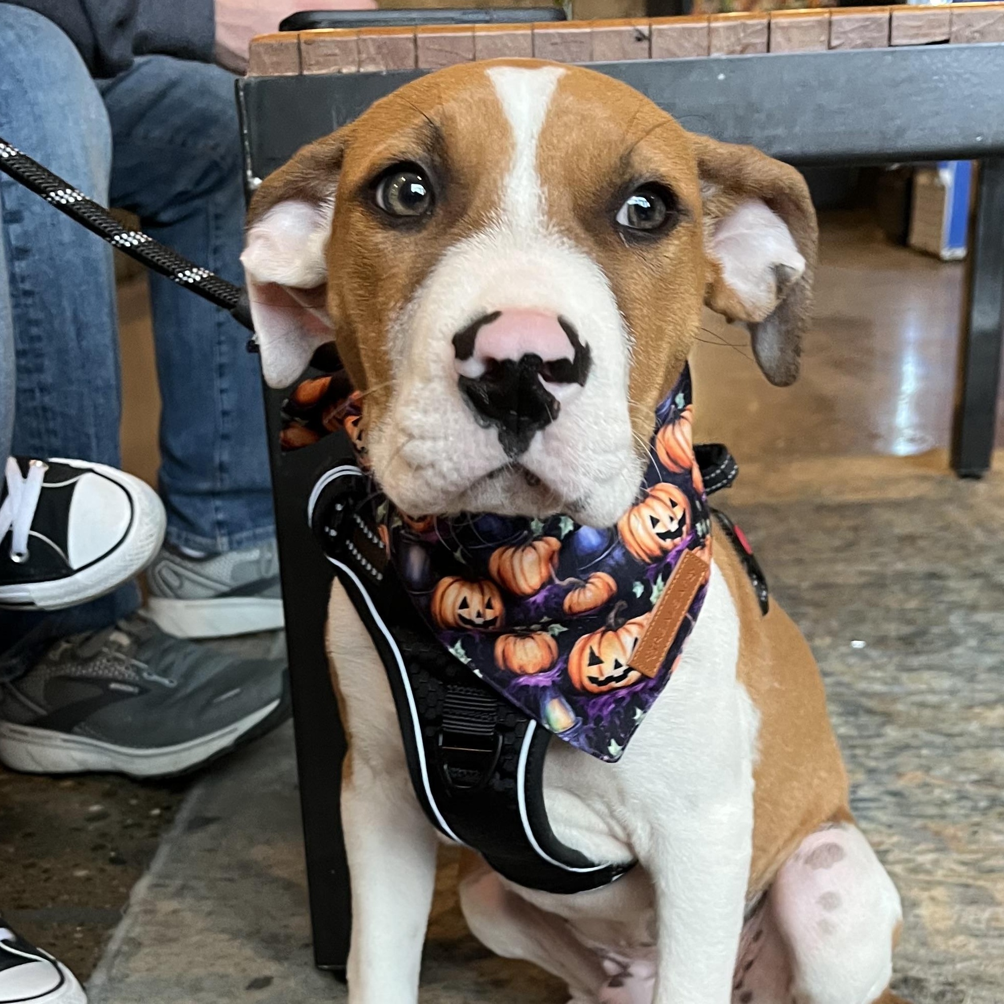 Brom, a Adoptable mixed breed in Louisville, KY image 2/5