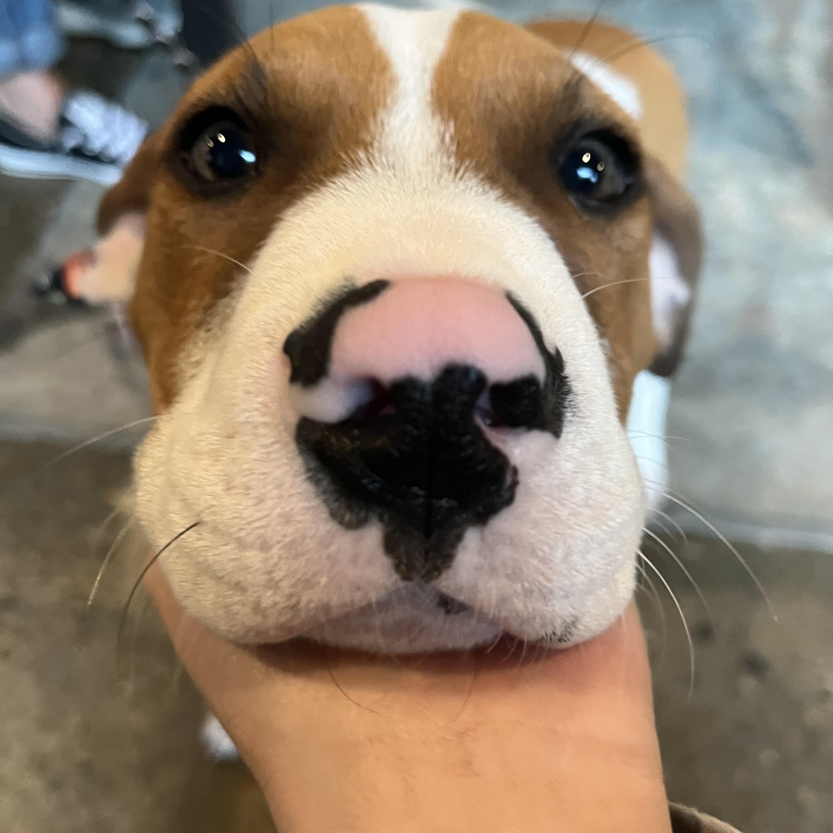 Brom, a Adoptable mixed breed in Louisville, KY image 3/5