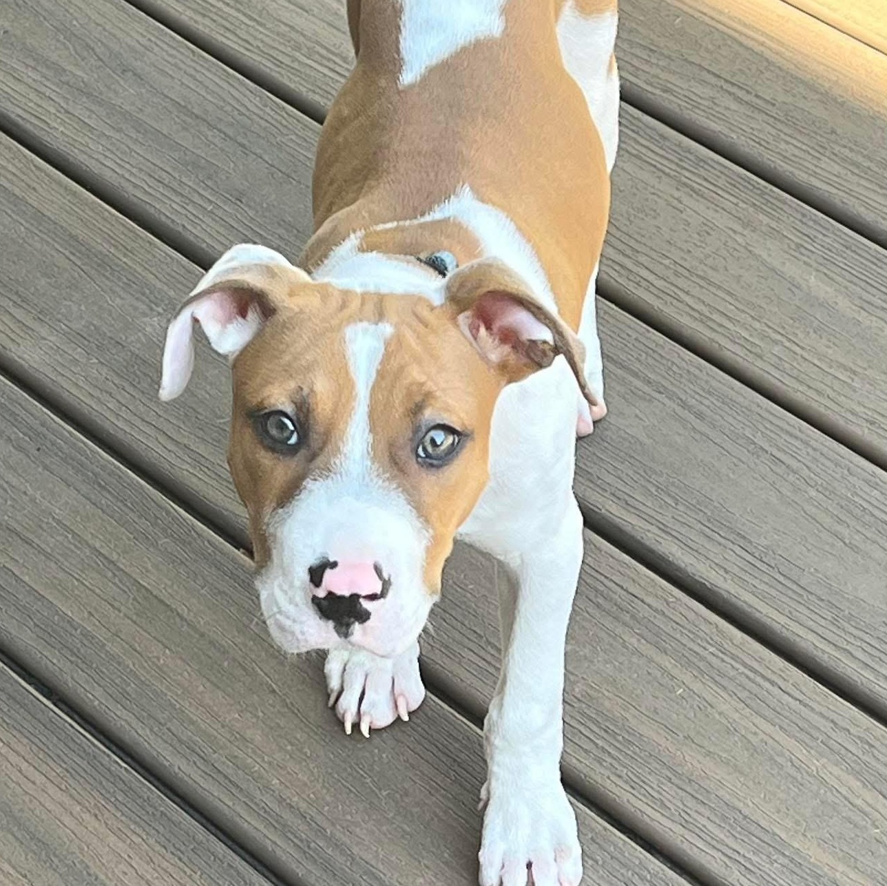 Brom, a Adoptable mixed breed in Louisville, KY image 4/5