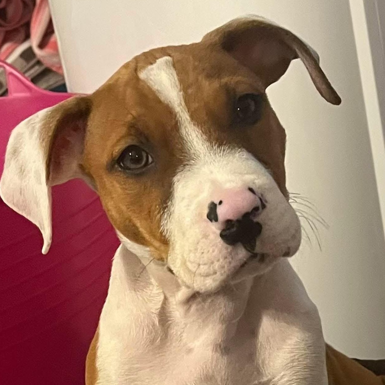 Brom, a Adoptable mixed breed in Louisville, KY image 5/5