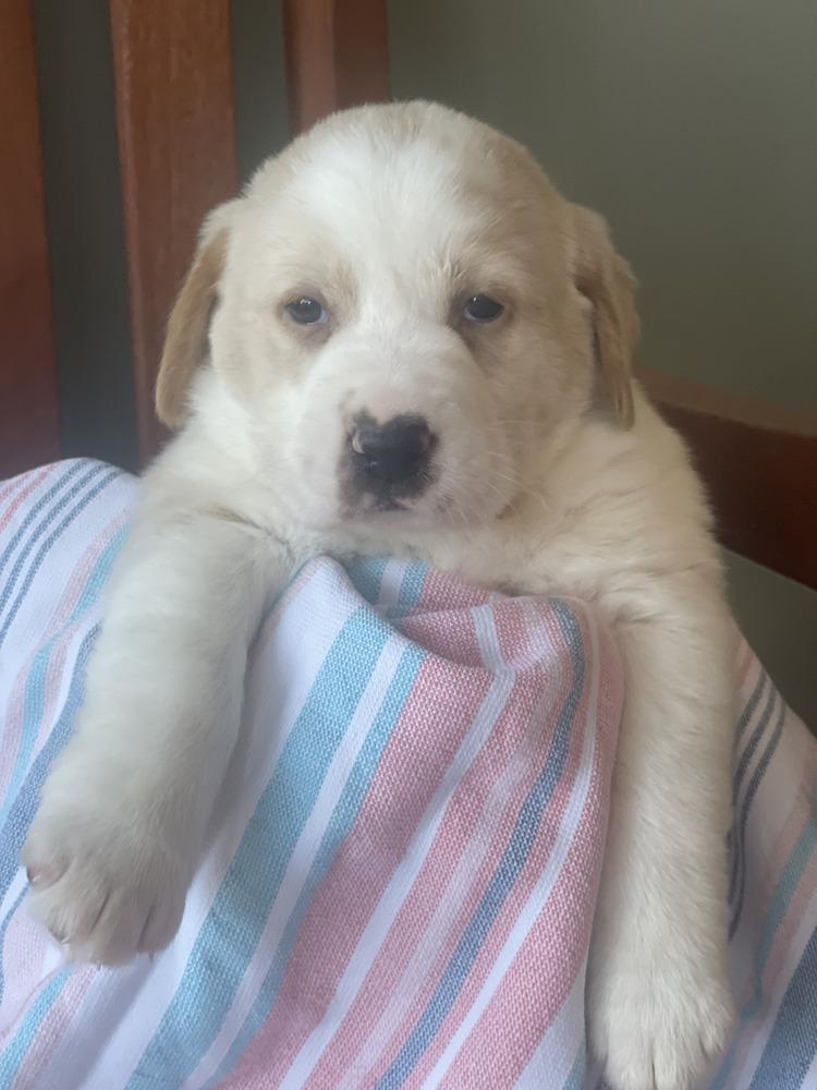 Enlarge Union / Erik, a Adopted mixed breed in Broomfield, CO image 1/1