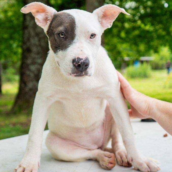 Virginia, Adoptable, Young Female Pit Bull Terrier.