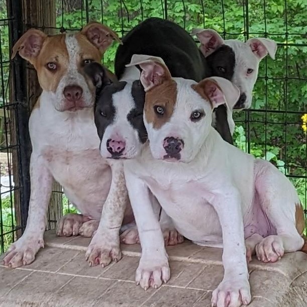 Enlarge Virginia, a Adoptable mixed breed in Greenfield, TN image 3/3