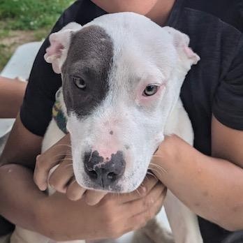 Enlarge Virginia, a Adoptable mixed breed in Greenfield, TN image 2/3