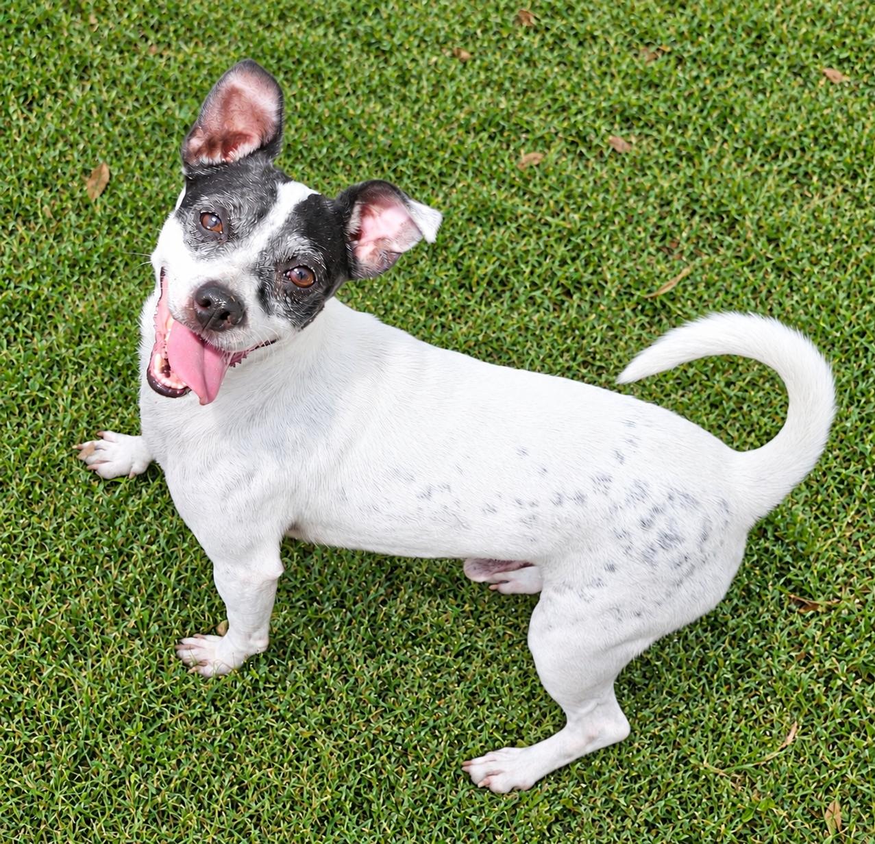 Enlarge OREO, a Adoptable mixed breed in East Syracuse, NY image 5/6
