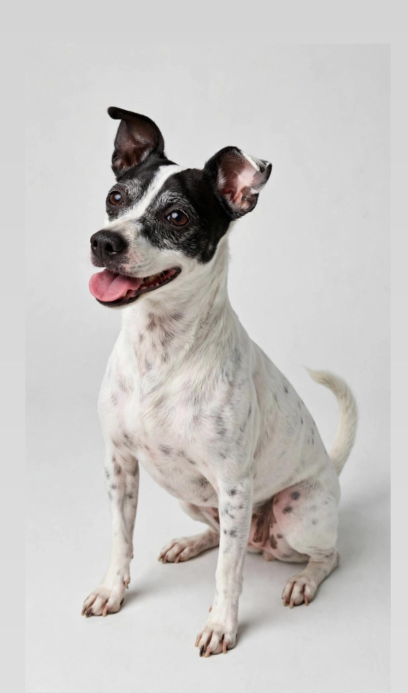 Enlarge OREO, a Adoptable mixed breed in East Syracuse, NY image 2/6