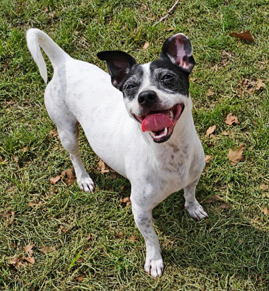 Enlarge OREO, a Adoptable mixed breed in East Syracuse, NY image 6/6