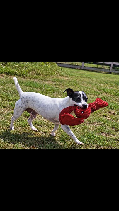Enlarge OREO, a Adoptable mixed breed in East Syracuse, NY video 3/6
