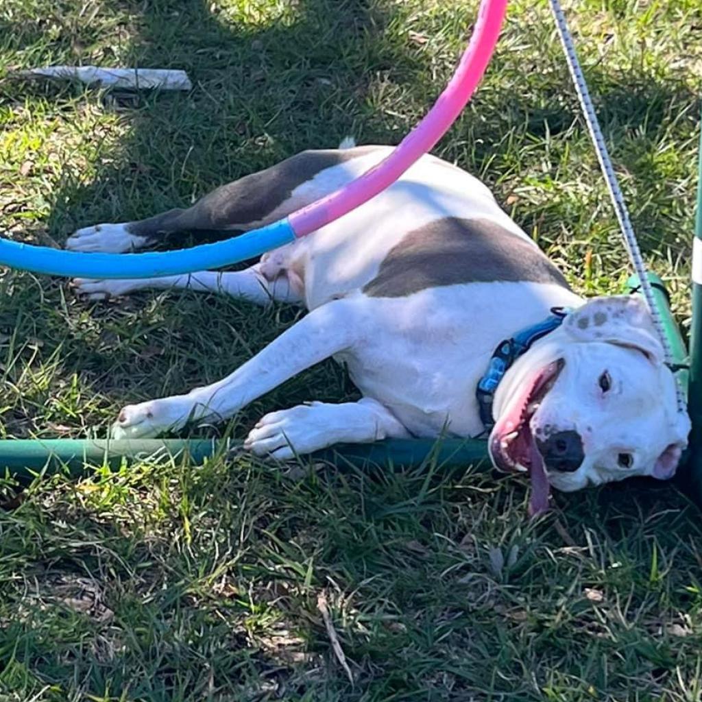 Enlarge Andi, a Adoptable mixed breed in Sarasota, FL image 1/6