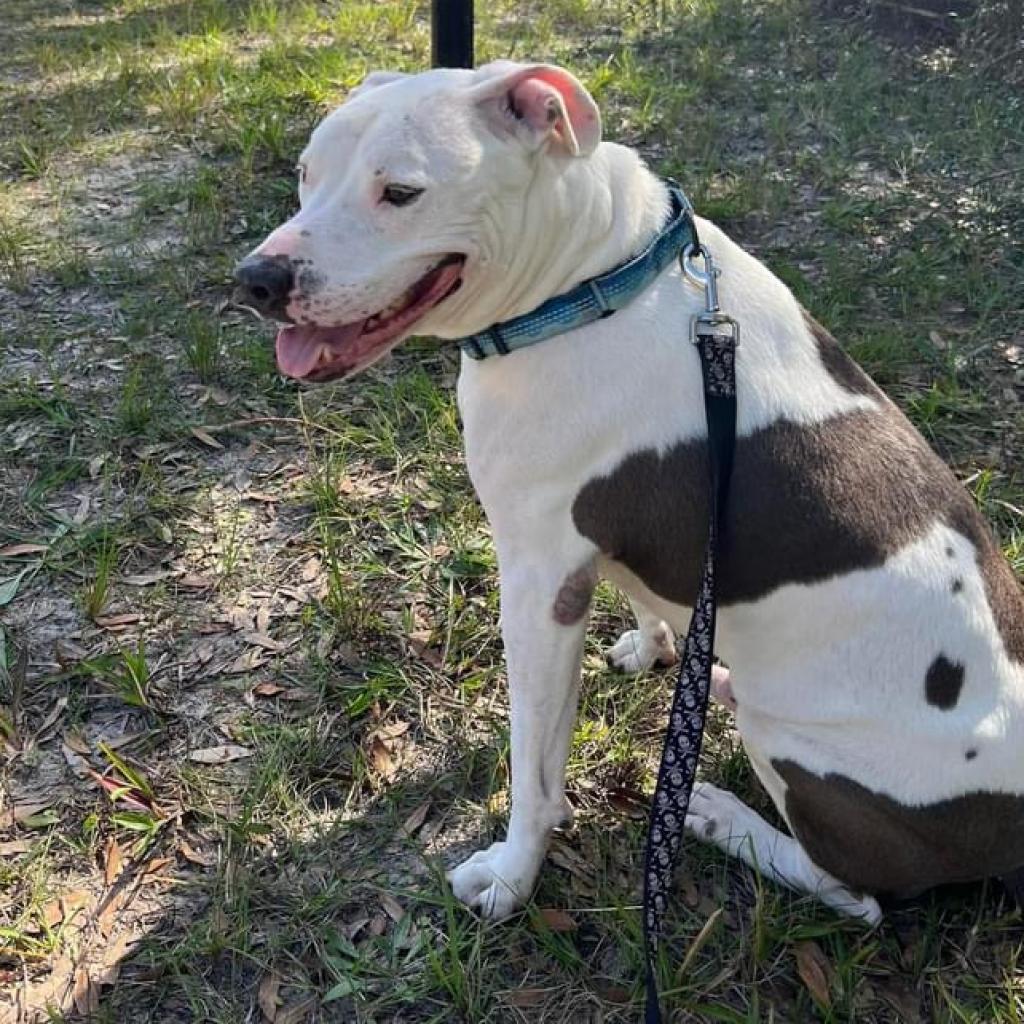 Enlarge Andi, a Adoptable mixed breed in Sarasota, FL image 2/6