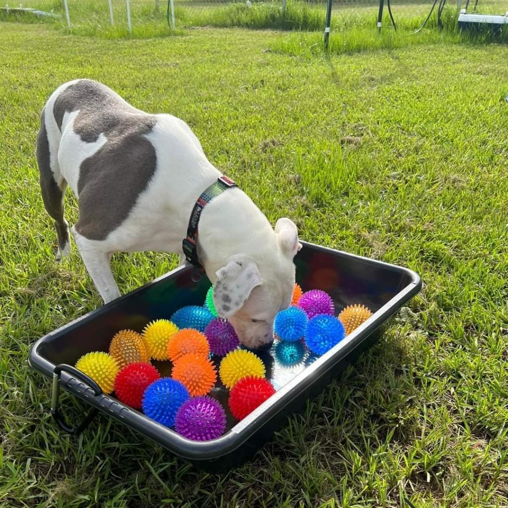 Enlarge Andi, a Adoptable mixed breed in Sarasota, FL image 3/6