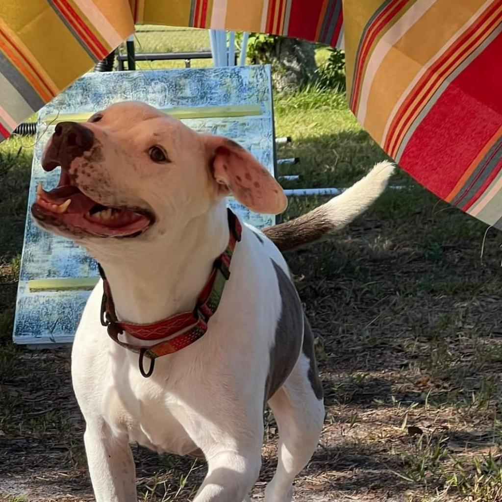 Enlarge Andi, a Adoptable mixed breed in Sarasota, FL image 5/6