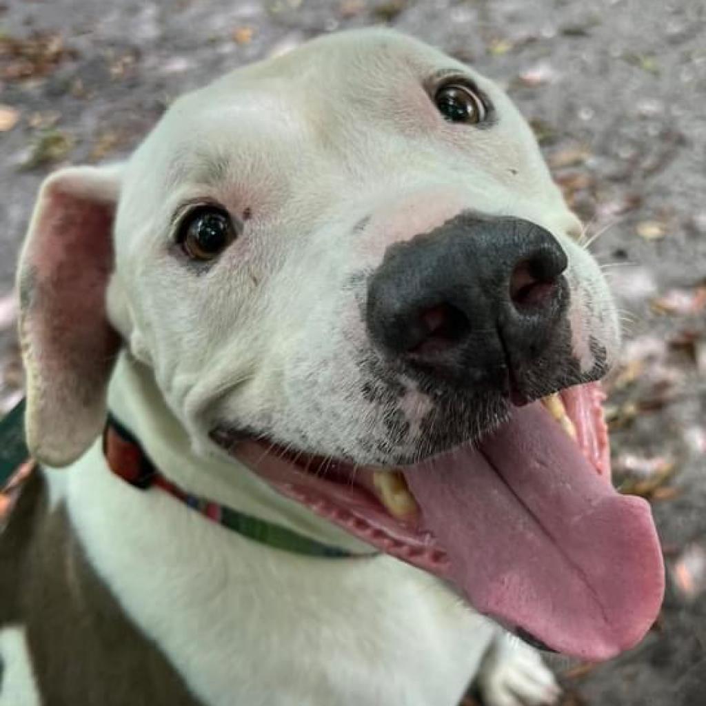 Enlarge Andi, a Adoptable mixed breed in Sarasota, FL image 6/6