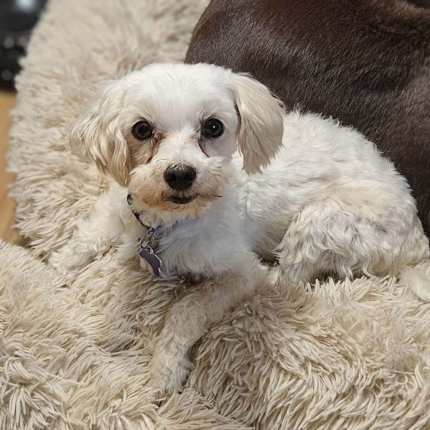 Enlarge Maho, a ADOPTABLE Maltese in Hartland, WI image 1/6