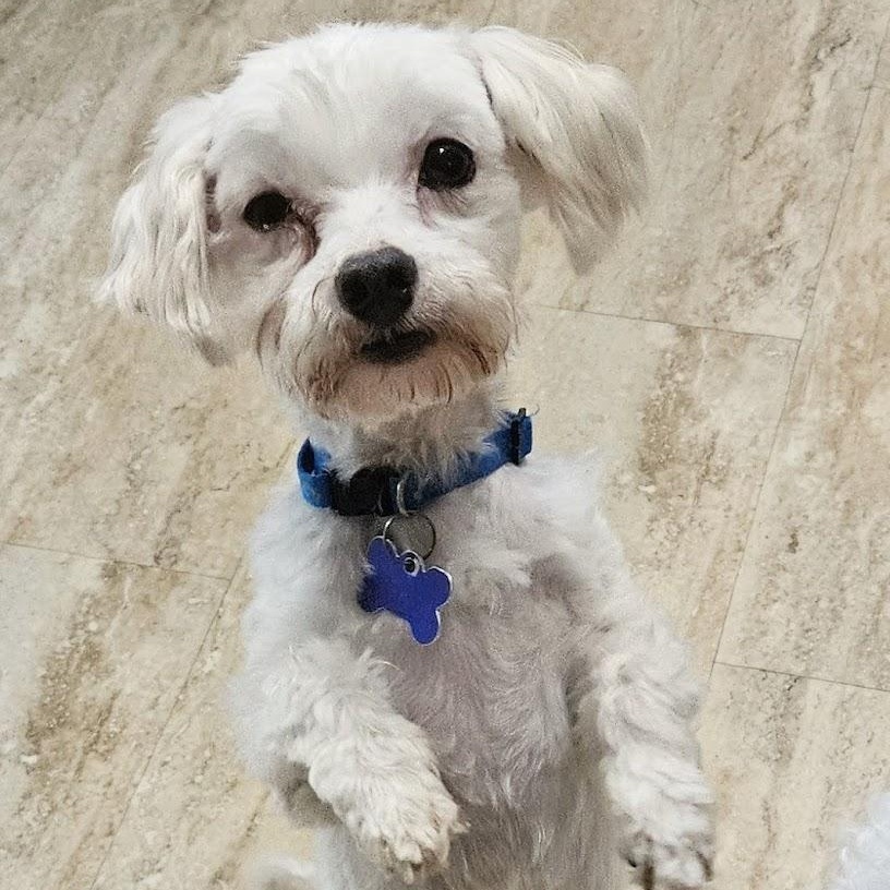 Maho, a ADOPTABLE Maltese in Hartland, WI image 2/6