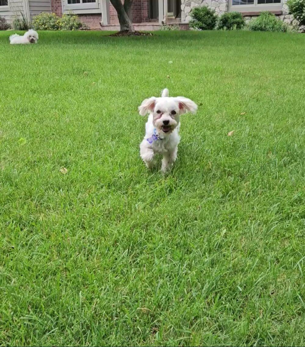 Maho, a ADOPTABLE Maltese in Hartland, WI image 6/6
