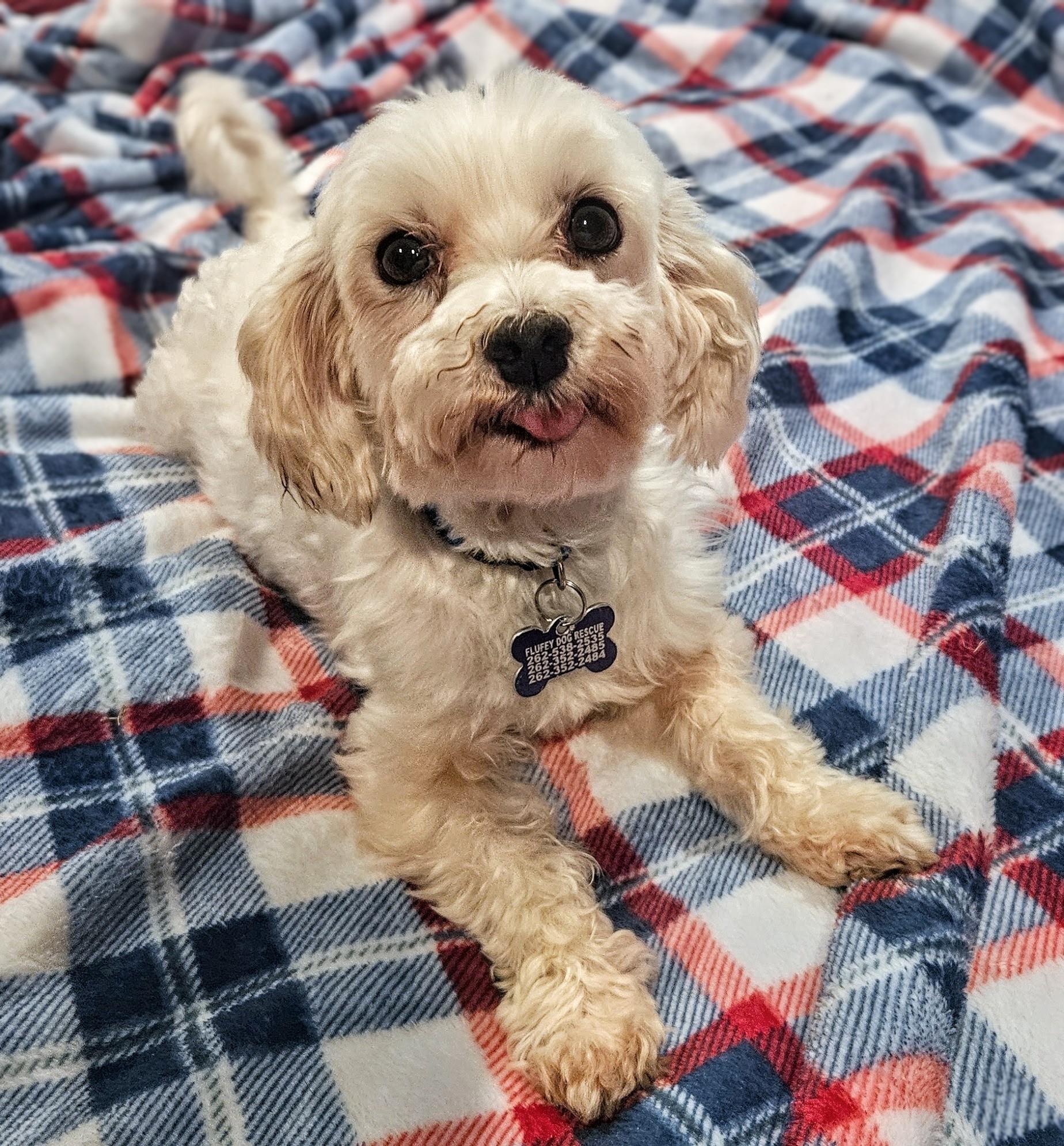 Enlarge Maho, a ADOPTABLE Maltese in Hartland, WI image 6/6