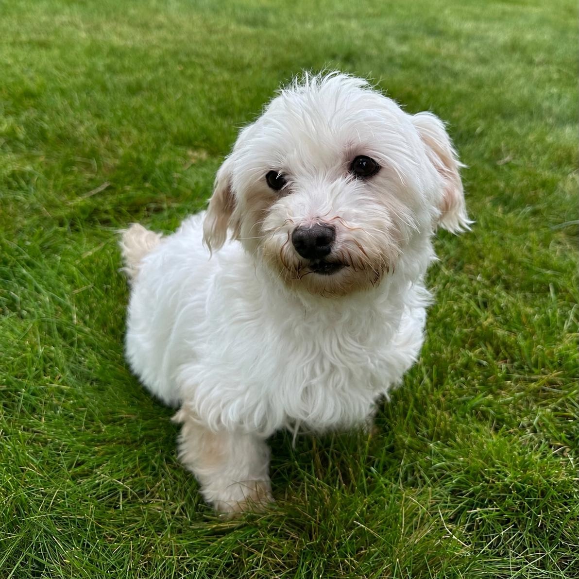 Enlarge Maho, a ADOPTABLE Maltese in Hartland, WI image 3/6