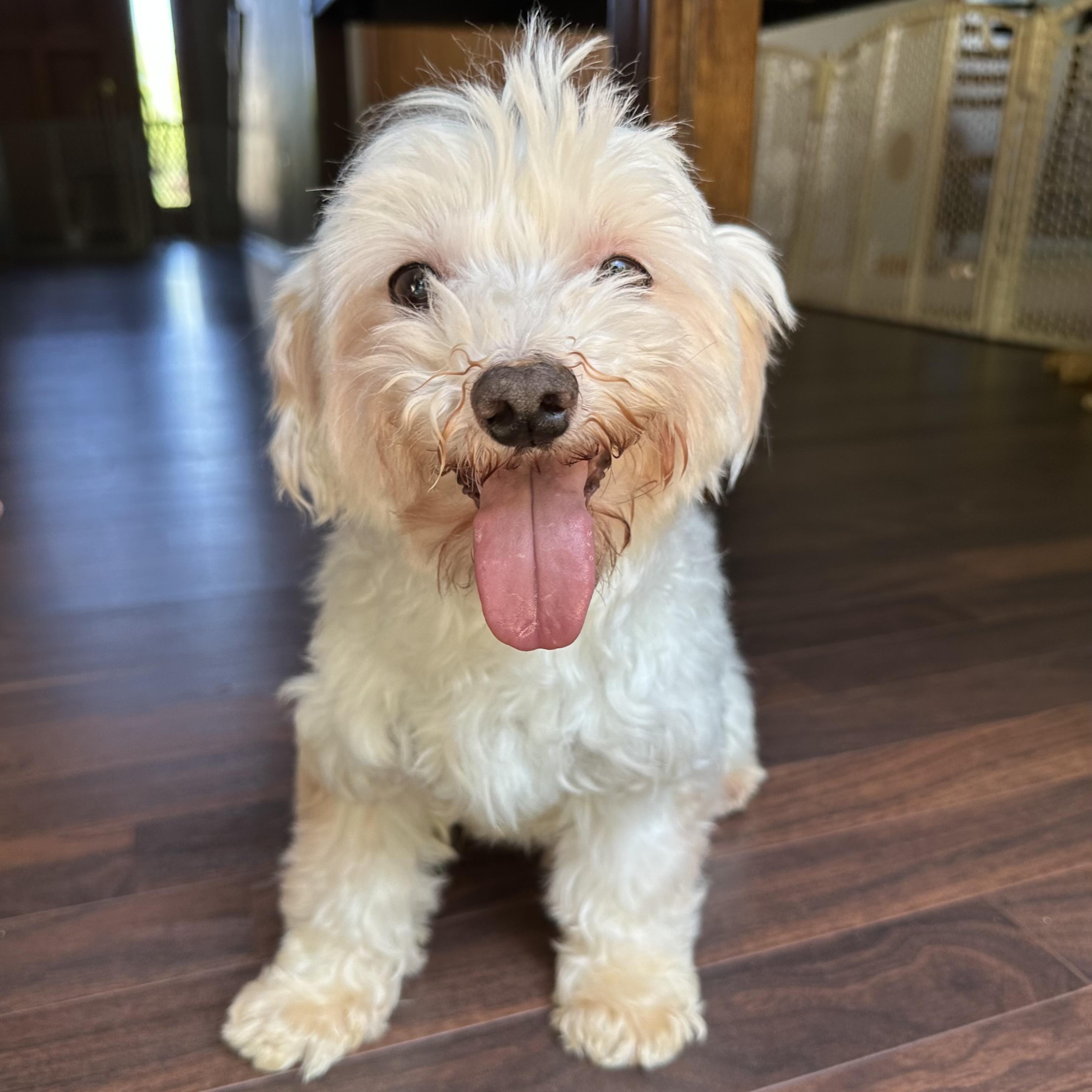 Enlarge Maho, a ADOPTABLE Maltese in Hartland, WI image 2/6