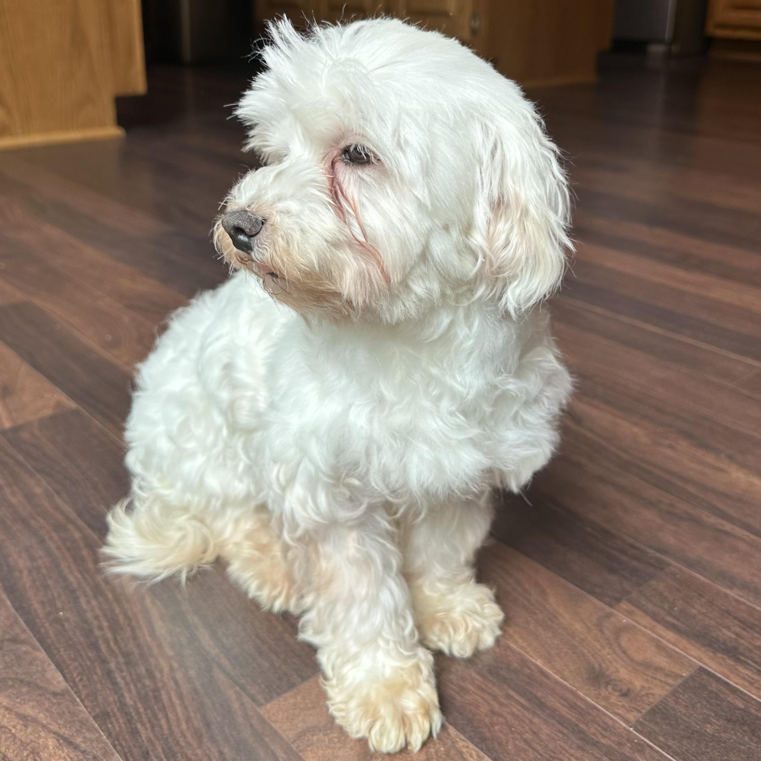Enlarge Maho, a ADOPTABLE Maltese in Hartland, WI image 4/6