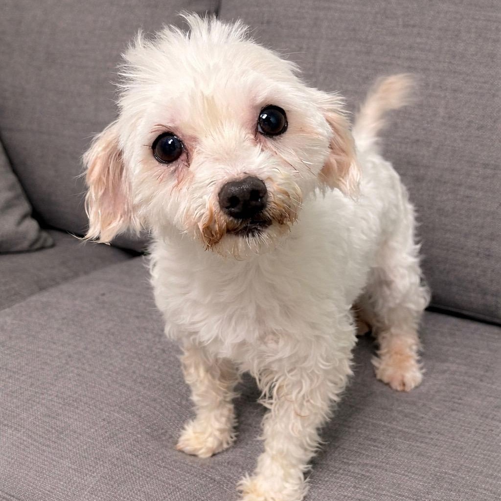 Enlarge Maho, a ADOPTABLE Maltese in Hartland, WI image 5/6