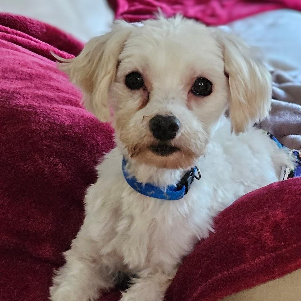 Maho, a ADOPTABLE Maltese in Hartland, WI image 1/6
