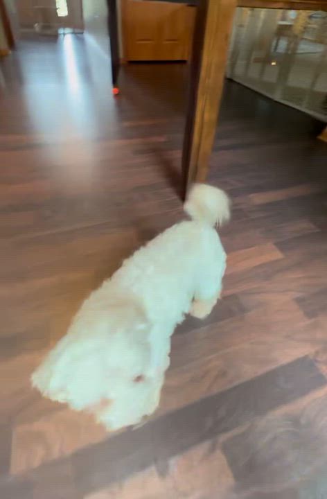 Enlarge Maho, a ADOPTABLE Maltese in Hartland, WI video 6/6