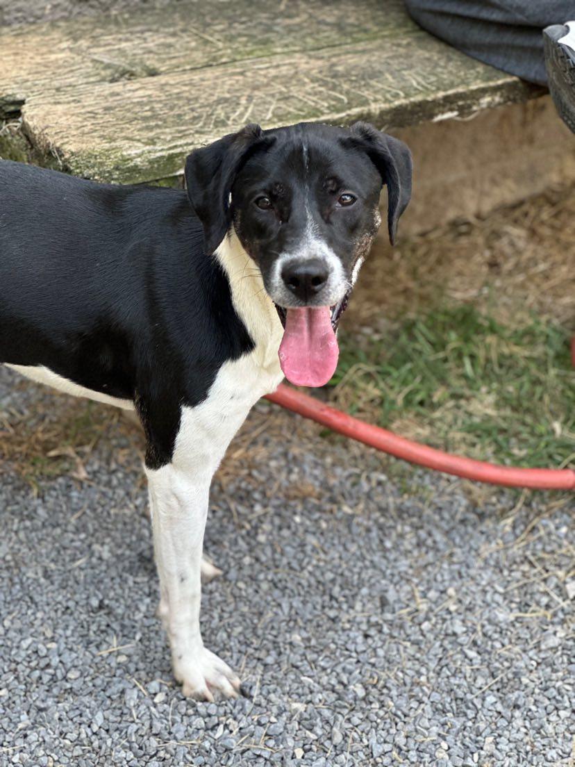 Luna, Adoptable, Adult Female Labrador Retriever & Pit Bull Terrier.