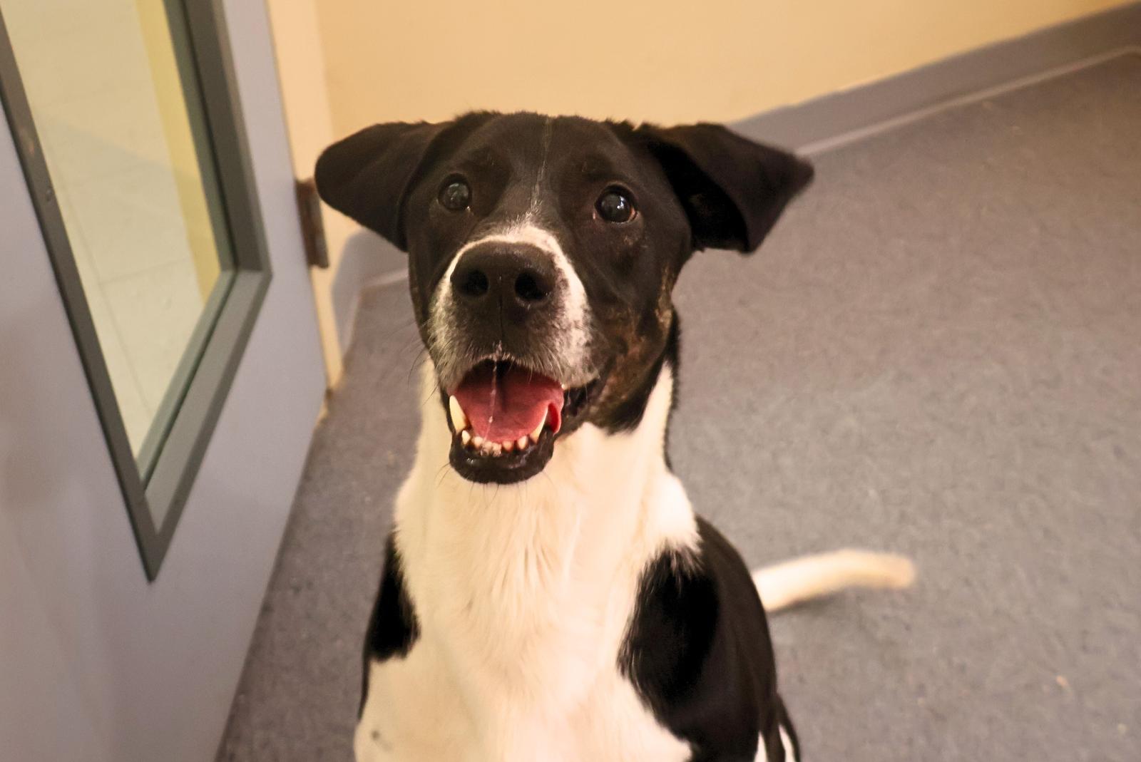 Enlarge Luna, a Adoptable mixed breed in Covington, VA image 1/1