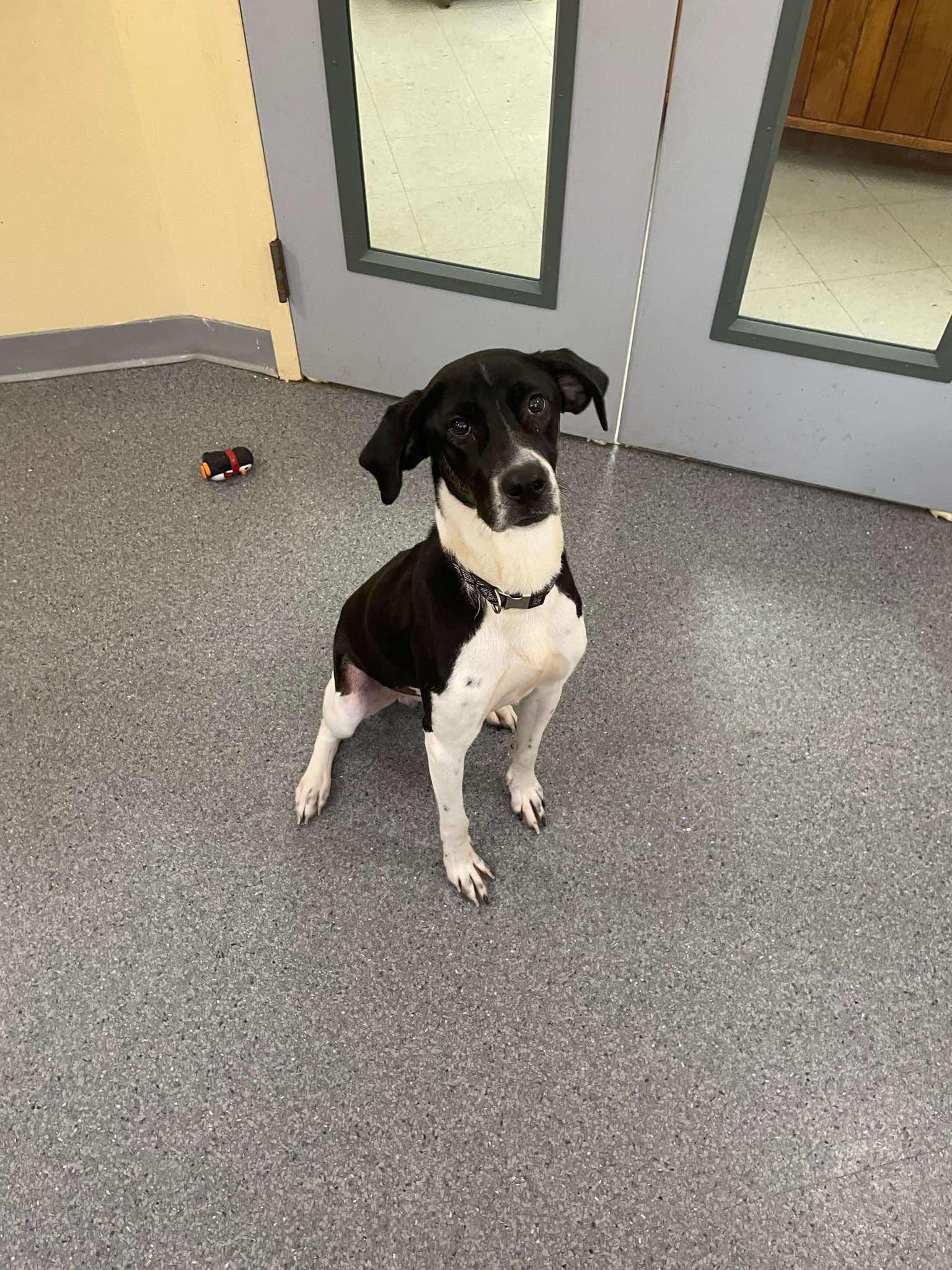 Luna, Adoptable, Adult Female Labrador Retriever & Pit Bull Terrier.