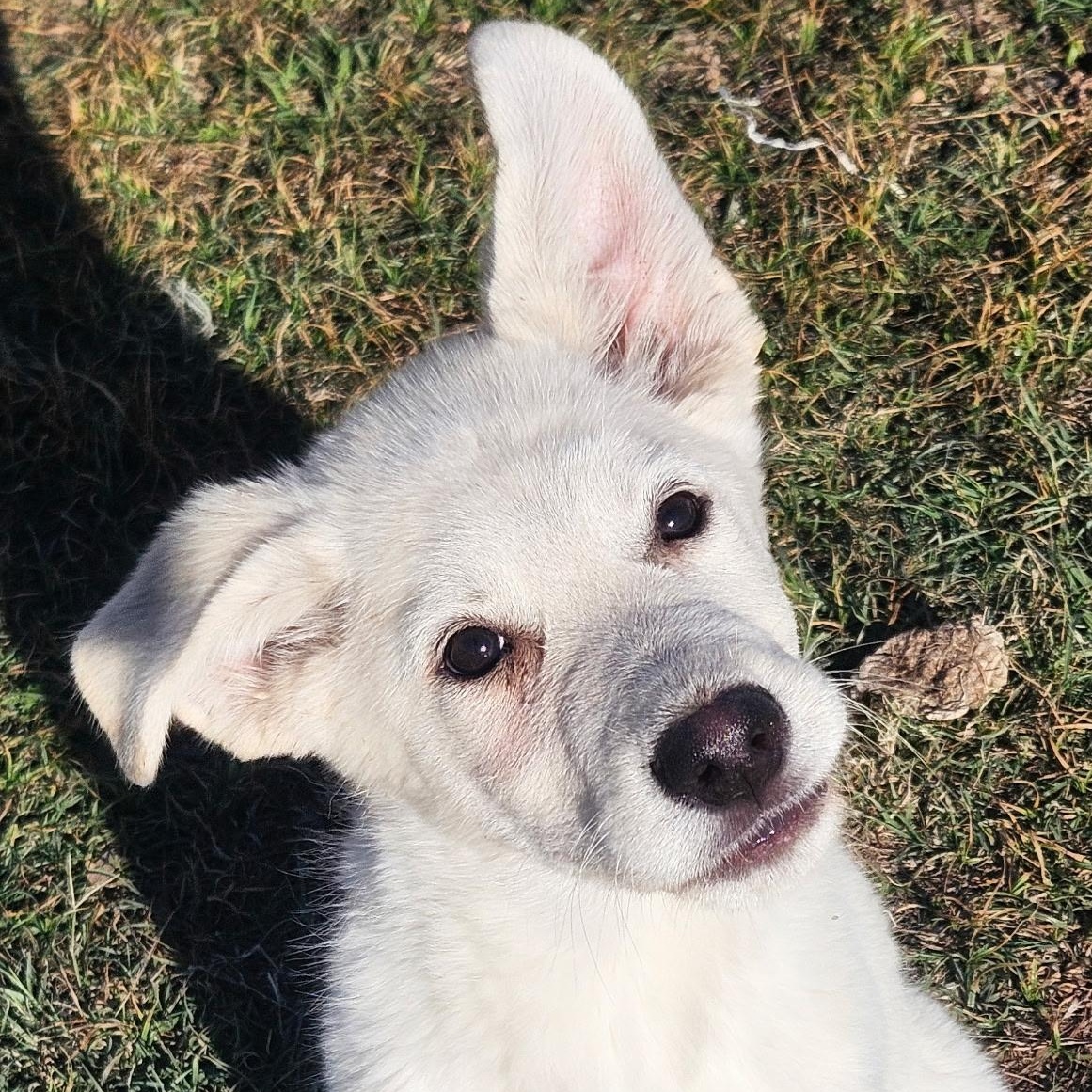 Four Great Pyrenees Puppy thumbnail 2