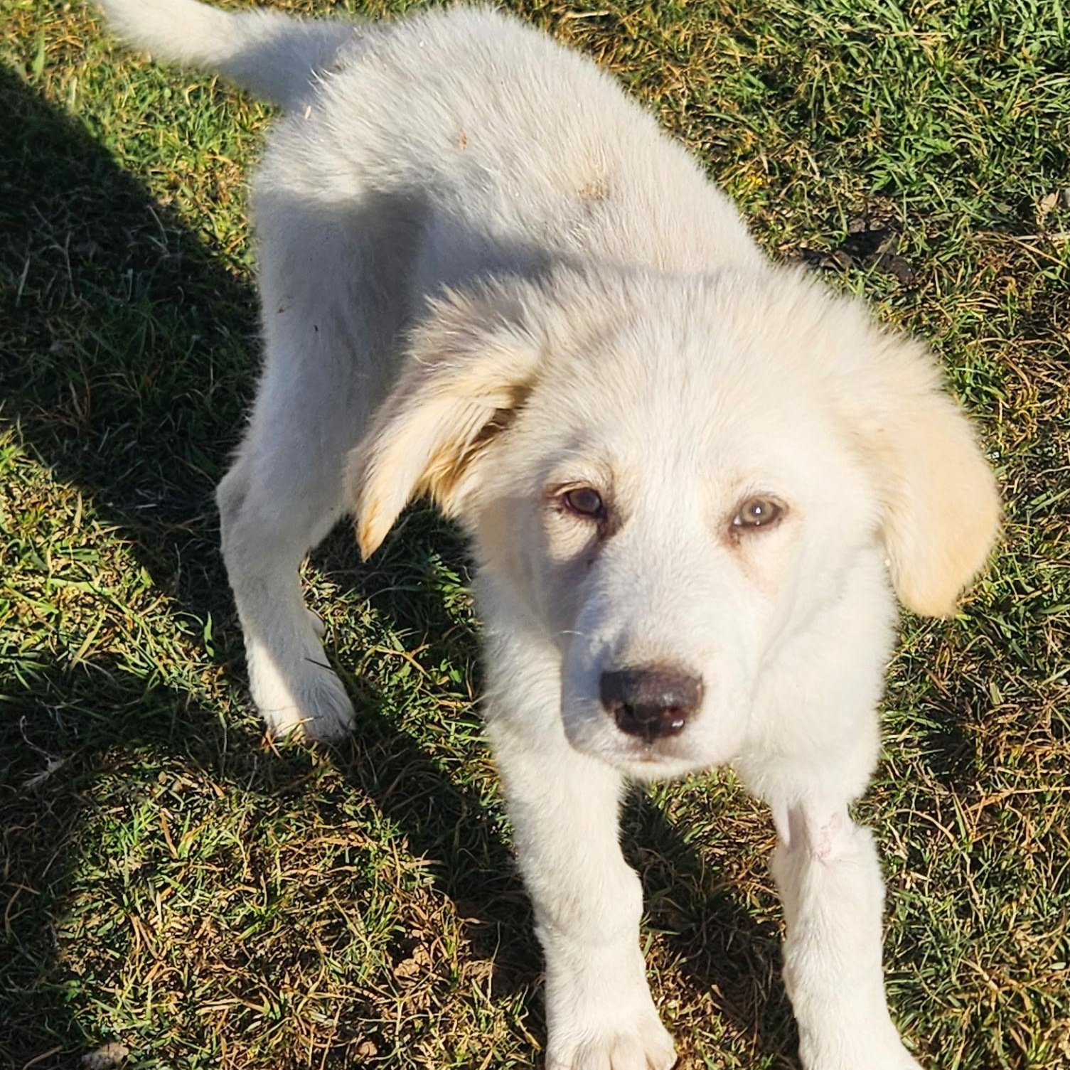 Four Great Pyrenees Puppy thumbnail 3
