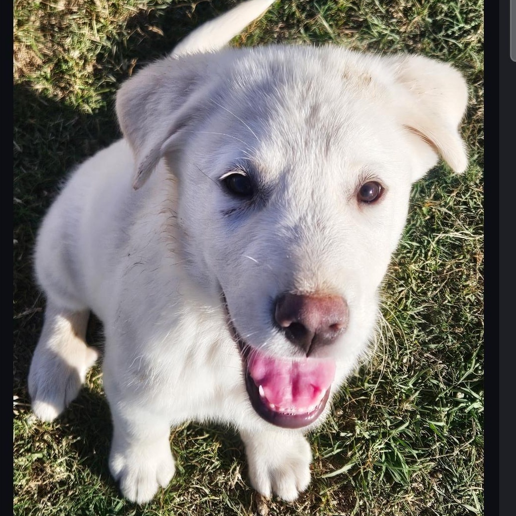 Four Great Pyrenees Puppy thumbnail 4